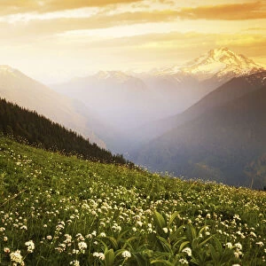 USA, Washington, Glacier Peak Wilderness, Meadow with helebore and sitka valerian