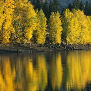 USA, Washington, Methow Valley, Patterson Lake, Aspen trees