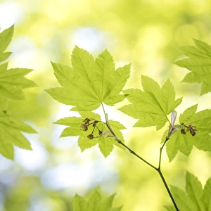 USA, Washington, Millersylvainia State Park. Close-up of vine maple leaves. Credit as