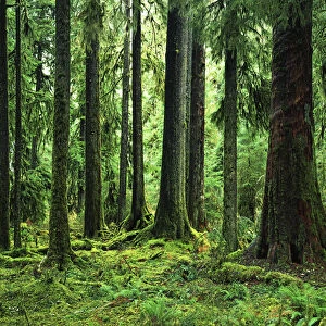 USA, Washington, Olympic National Forest, Hoh Rain Forest, Virgin Sitka Spruce