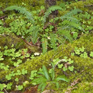 USA. Washington. Olympic NP. Hoh River rainforest