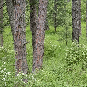 USA, Washington, Palouse Hills, Kamiak Butte. Forest with flowering ninebark shrubs