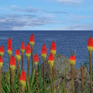 USA, Washington, Point No Point County Park. Red hot pokers plants and ocean