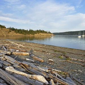 USA, Washington, San Juan Islands, Lopez Island, Driftwood logs on the gravel beach