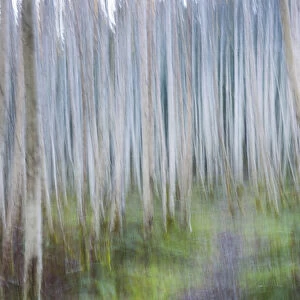USA, Washington, Seabeck. Abstract of alder trees in winter