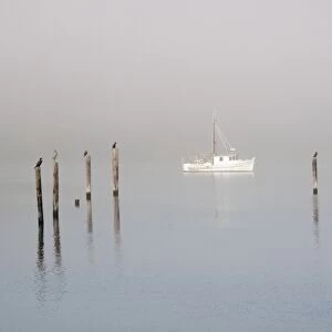 USA, Washington, Seabeck. Birds sit atop pilings in morning fog near anchored boat