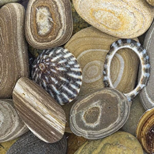 USA, Washington, Seabeck. Close-up of beach stones and shells