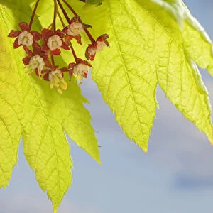 USA, Washington, Seabeck. Close-up of flowering vine maple leaf