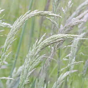 USA, Washington, Seabeck. Close-up of grasses