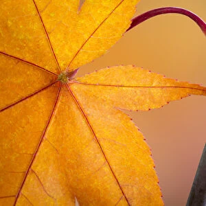 USA, Washington, Seabeck. Close-up of maple leaf in autumn color