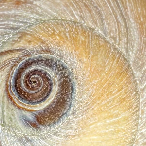 USA, Washington, Seabeck. Close-up of moon snail shell