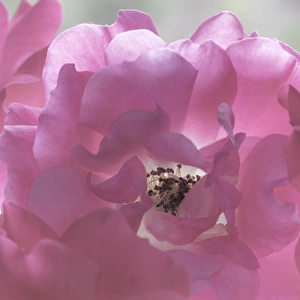 USA, Washington, Seabeck. Close-up of rose blossoms