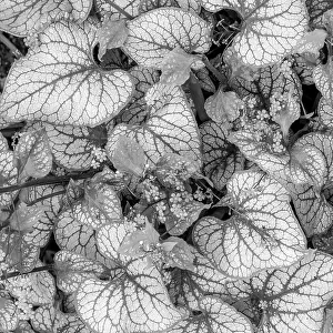 USA, Washington, Seabeck. Close-up of Siberian bugloss leaves and flowers