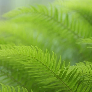 USA, Washington, Seabeck. Close-up of sword fern