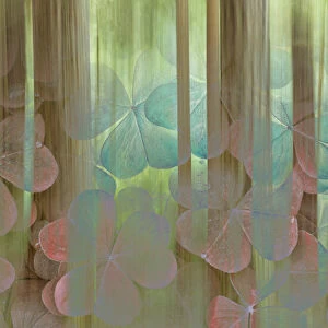 USA, Washington, Seabeck. Collage of oxalis and trees