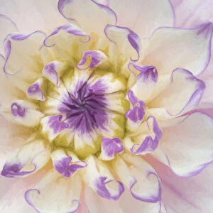 USA, Washington, Seabeck. Dahlia blossom close-up