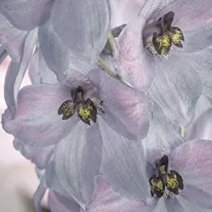 USA, Washington, Seabeck. Delphinium blossoms close-up