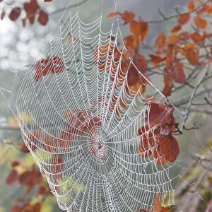 USA, Washington, Seabeck. Dew on spiderweb in tree