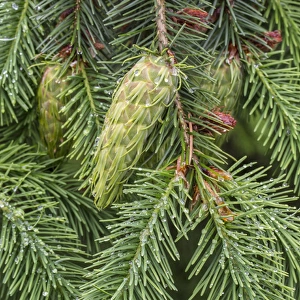 USA, Washington, Seabeck. Detail of Douglas fir cones