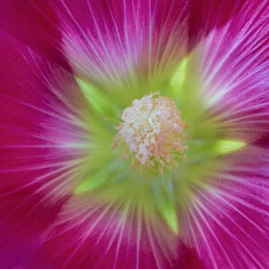 USA, Washington, Seabeck. Hollyhock blossom close-up