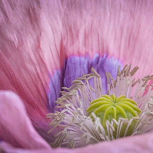 USA, Washington, Seabeck. Inside of poppy flower