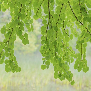 USA, Washington, Seabeck. Katsura tree limbs in springtime