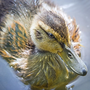 USA, Washington, Seabeck. Mallard duck chick close-up
