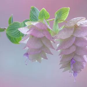 USA, Washington, Seabeck. Ornamental oregano blossoms close-up