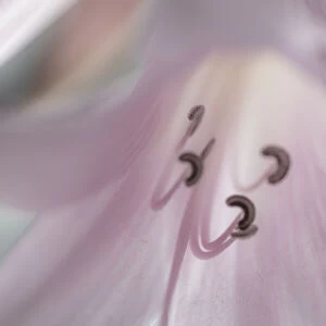 USA, Washington, Seabeck. Pale pink lily close-up. Credit as