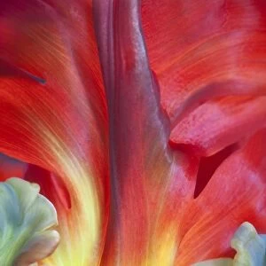 USA, Washington, Seabeck. Detail of parrot tulip