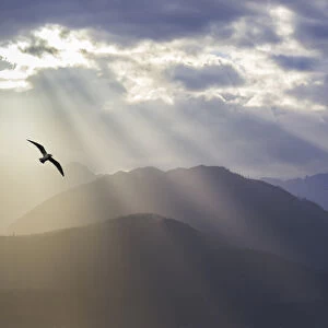 USA, Washington, Seabeck. Seagull and God rays over the Olympic Mountains. Credit as