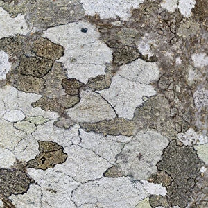 USA, Washington, Seabeck. Tree bark with lichen growth