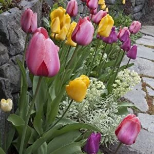 USA, Washington, Seabeck. Tulips line garden wall
