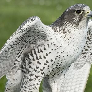 USA, Washington, Seattle, Woodland Park Zoo. Close-up of Gyrfalcon, the largest of all falcons