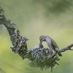 USA. Washington State. Adult female Annas Hummingbird (Calypte anna) at cup