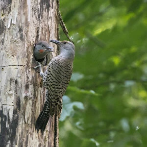 USA. Washington State. Adult female Northern Flicker (Colaptes auratus) feeds a male