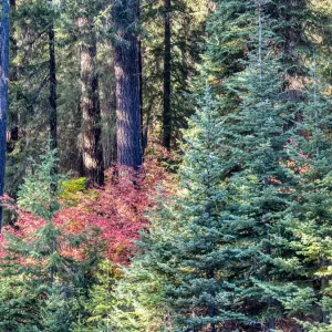 USA, Washington State. Autumn color with yellow, red and green