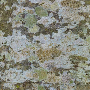USA, Washington State, Bainbridge Island. Lichens on alder tree trunk. Credit as