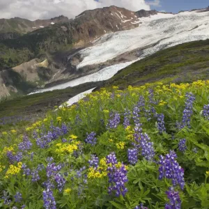 USA, Washington State. Bastille Ridge and Coleman Glacier from Meadows of Heliotrope