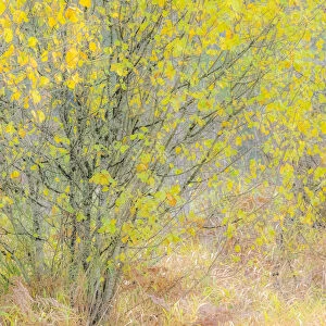 USA, Washington State, Bellevue alder tree golden / yellow fall colors