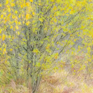 USA, Washington State, Bellevue alder tree golden / yellow fall colors