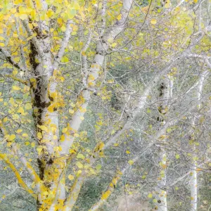 USA, Washington State, Bellevue birch trees with golden fall colors