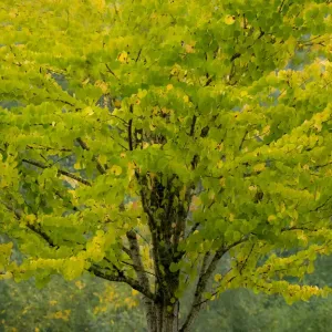 USA, Washington State, Bellevue Ginkgo Tree in Autumn colors