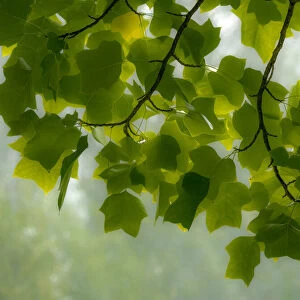 USA, Washington State, Bellevue Ginkgo Tree green leaves