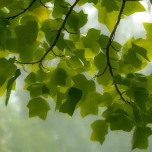 USA, Washington State, Bellevue Ginkgo Tree green leaves