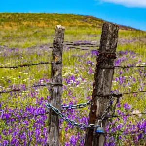 USA, Washington State, Benge and field of vetch blooming with wooden fenced gate and lock