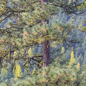 USA, Washington State, Blewett Pass in autumn and Pine Trees