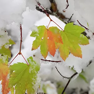 USA, Washington State. Central Cascades, Fresh snow with autumn colored maple leaves