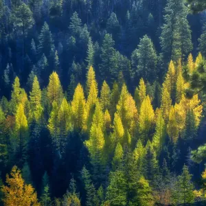 USA, Washington State, Cle Elum, Kittitas County. Western larch near Blewett Pass