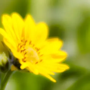 Washington State Print: Close-up of Arrowleaf Balsamroot Washington State Print: Close-up of Arrowleaf Balsamroot